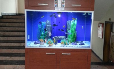 Tatlı su akvaryumu 